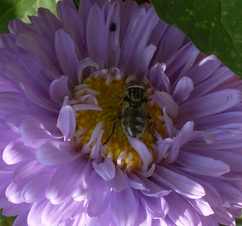 ERISTALINUS AENEUS ?